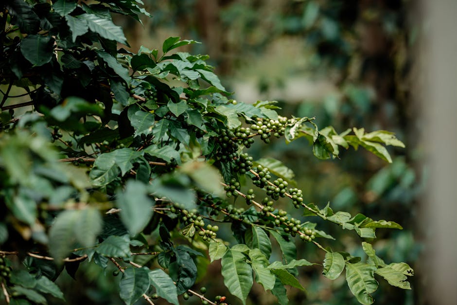 Close-up of Puerto Rican Limani coffee plant with dark green leaves and red cherries