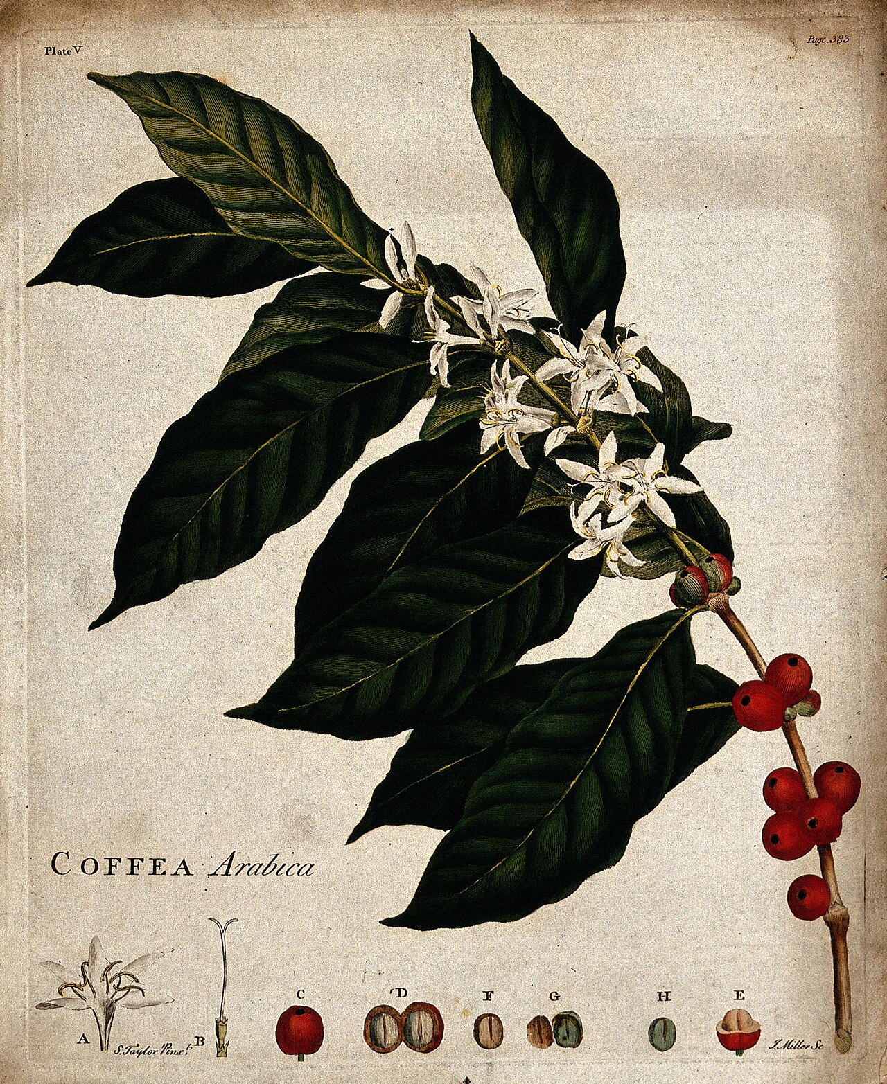 Coffea arabica plant flowering white blossoms