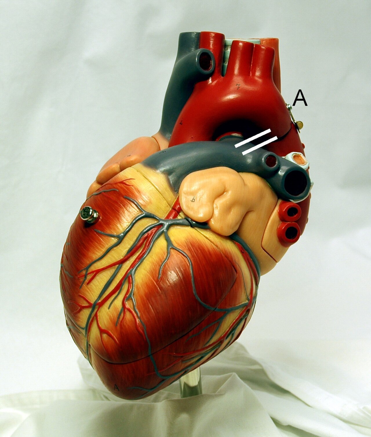 human heart anatomy medical illustration cardiology