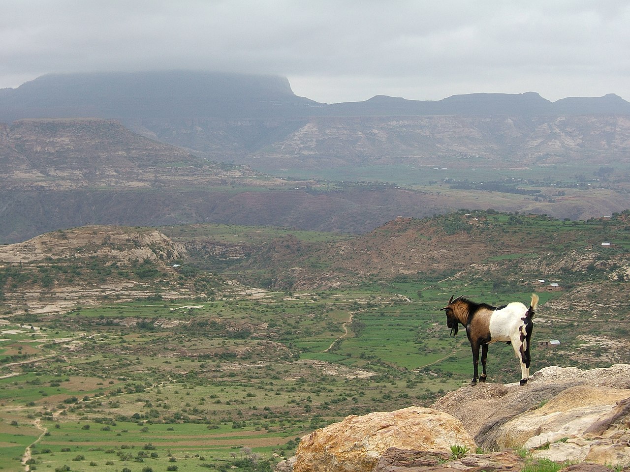 Ethiopian highlands at sunrise with coffee trees — 1200x600 hero image
