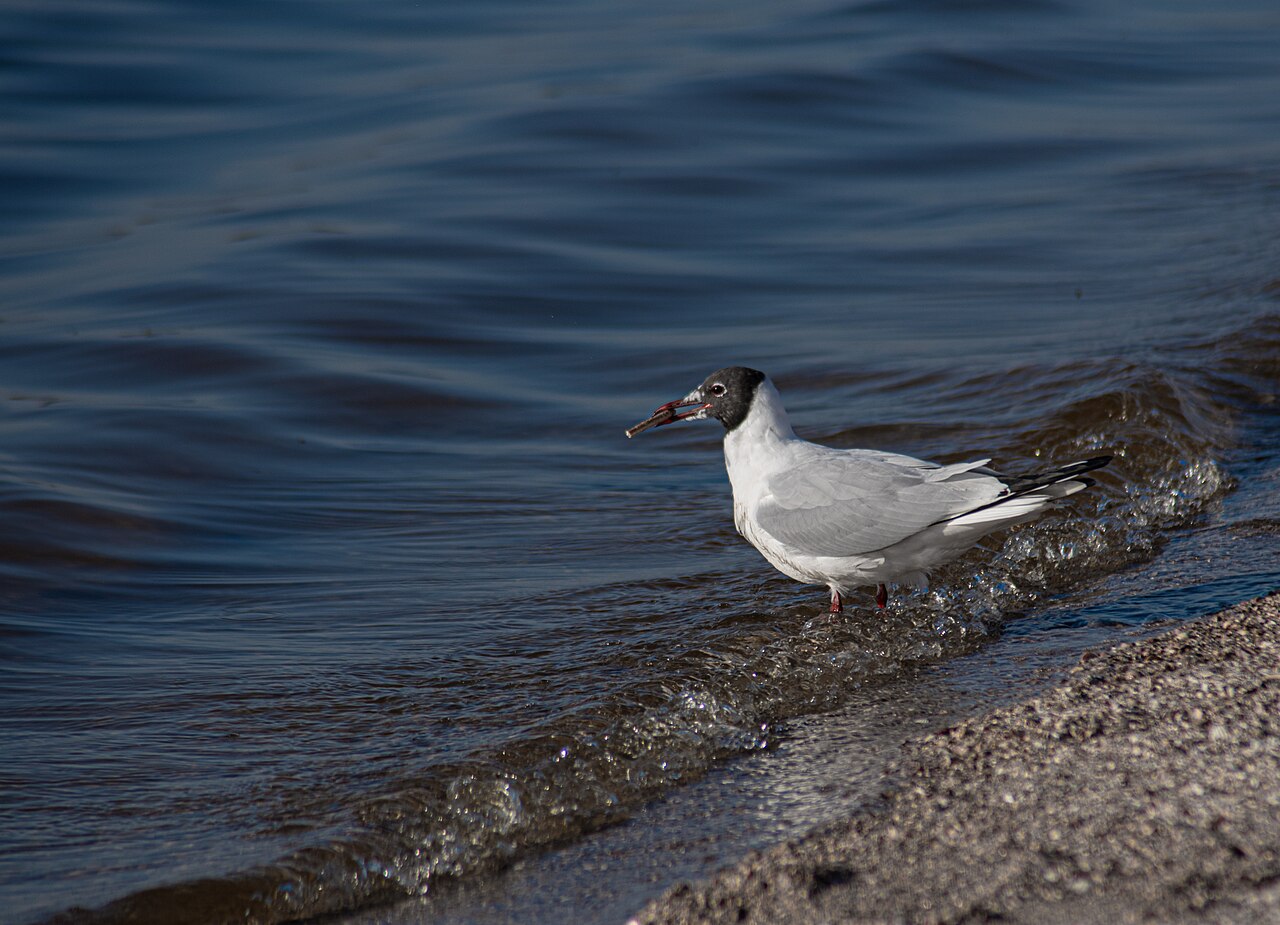 Coffee farm destruction after Hurricane Maria with downed trees and debris covering slopes (Wikimedia: Black-headed gull (Chroicocephalus ridibundus).jpg, CC BY-SA 4.0)