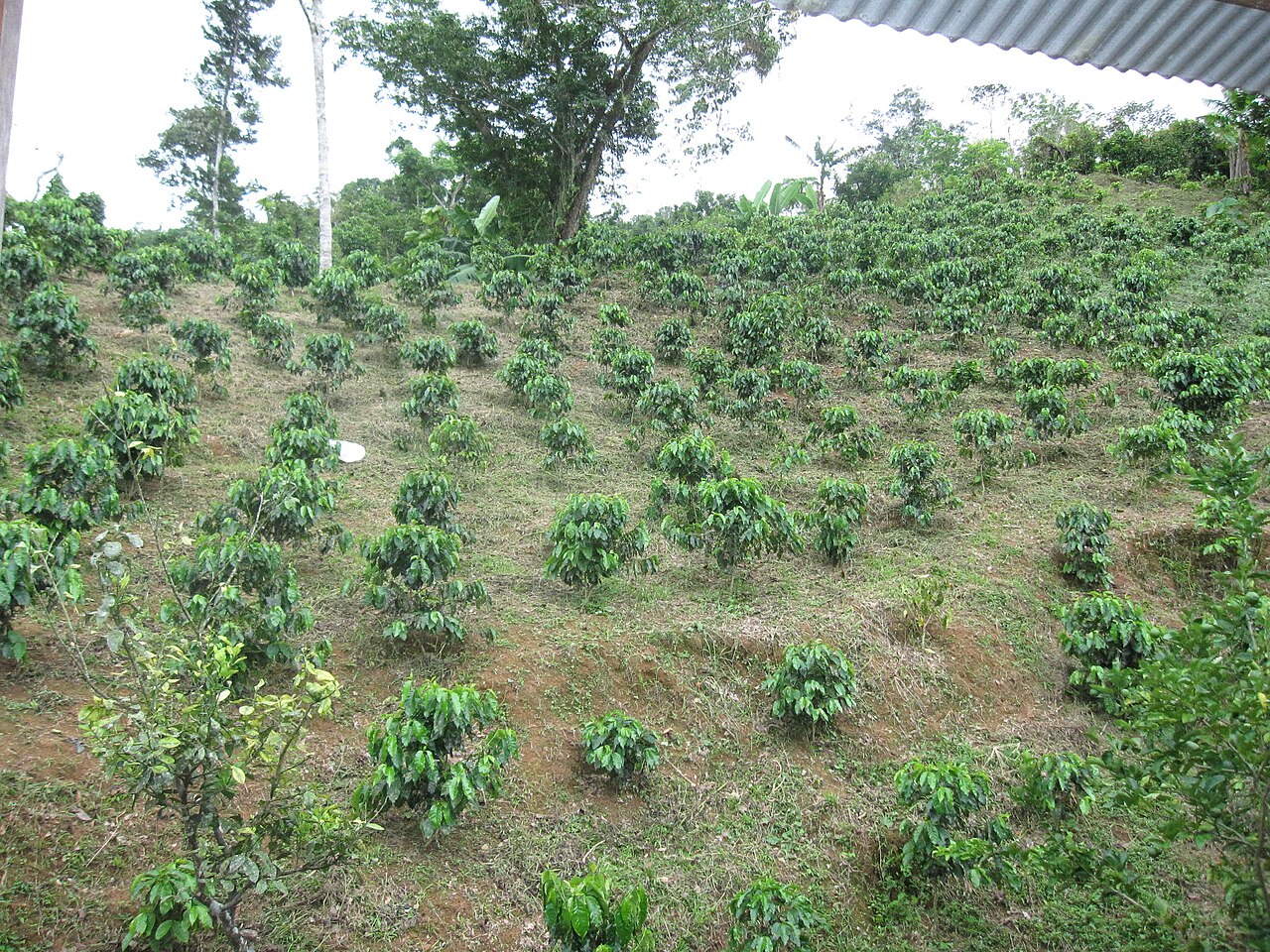 Newly planted young coffee seedlings in rows on a Puerto Rican hillside post-Maria