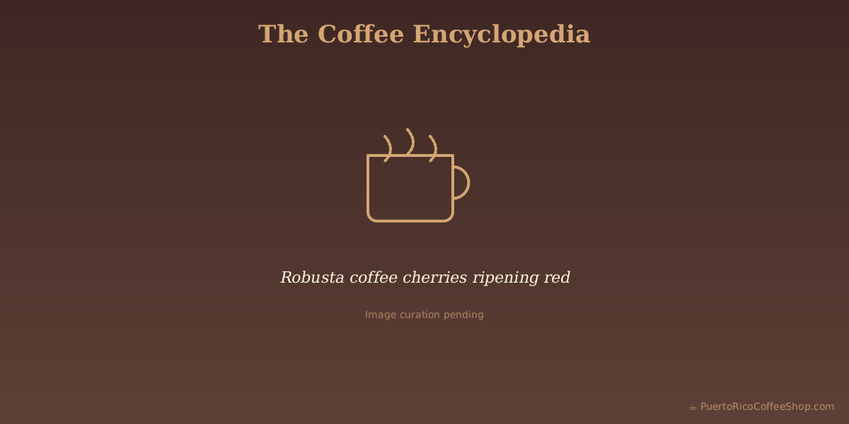 Robusta coffee cherries ripening red
