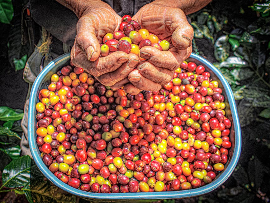 Villalba coffee cherries ripening on southern slope showing drier climate cultivation