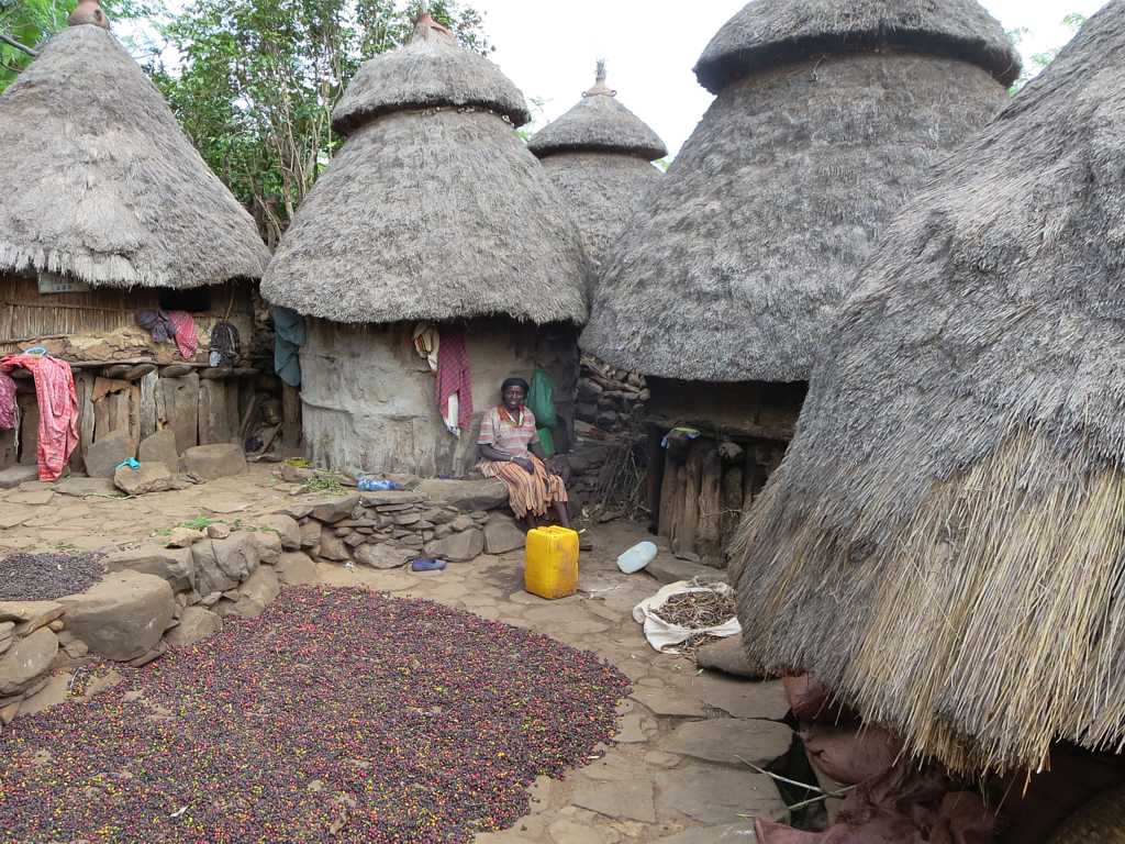 Ethiopian coffee drying on raised beds