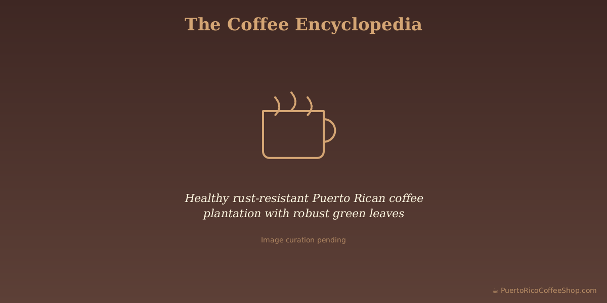 Healthy rust-resistant Puerto Rican coffee plantation with robust green leaves