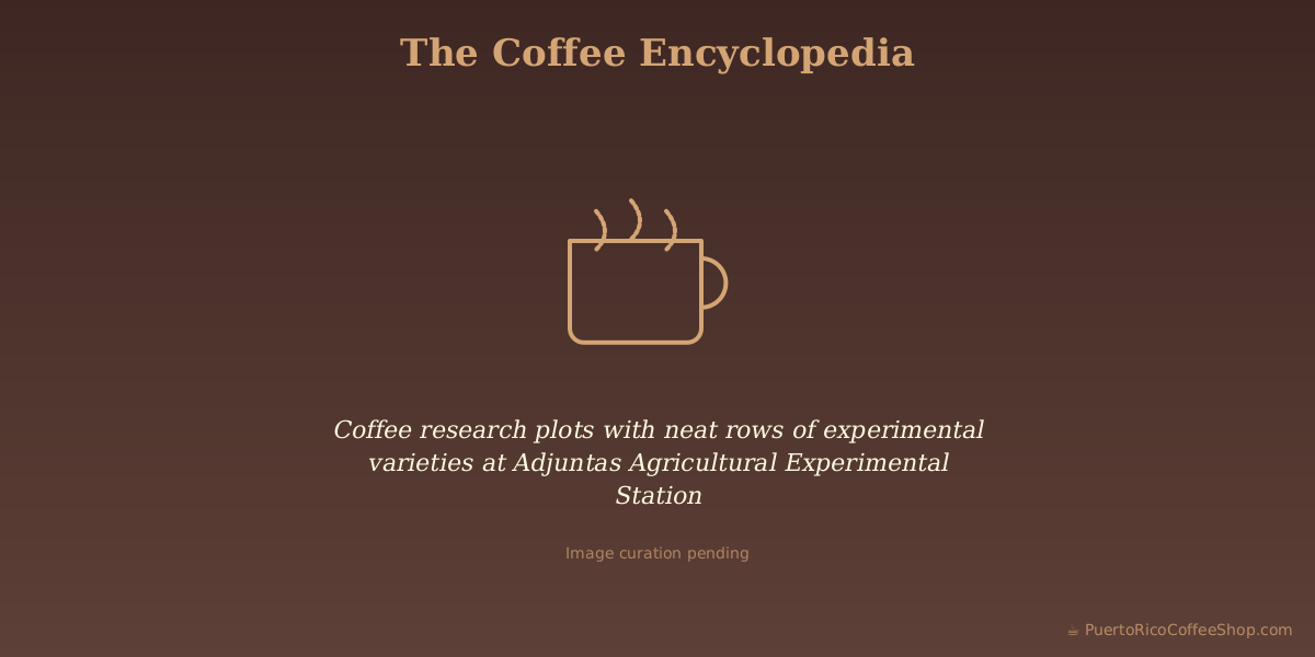 Coffee research plots with neat rows of experimental varieties at Adjuntas Agricultural Experimental Station