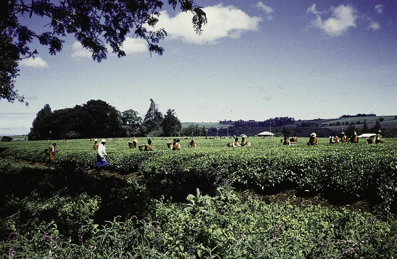 Traditional Puerto Rican coffee farm with tall native shade trees and coffee plants growing below