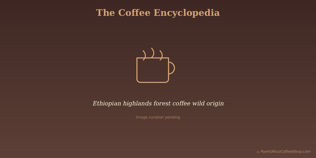Ethiopian highlands forest coffee wild origin