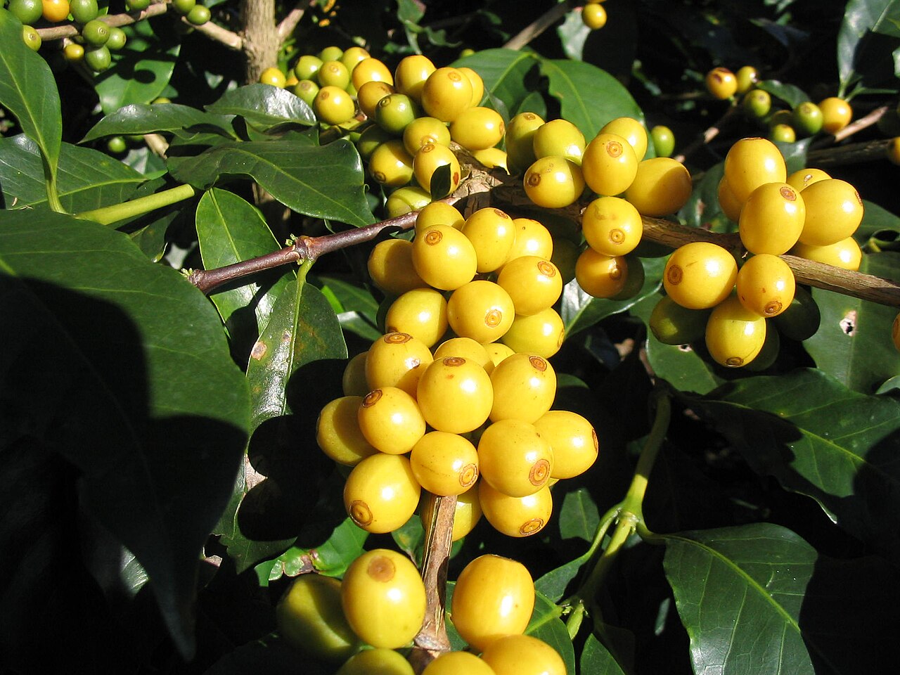 The Bourbon Coffee Variety