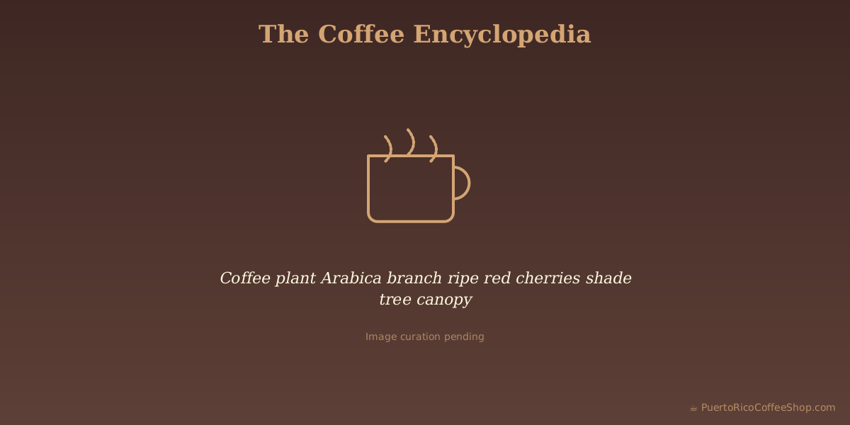 Coffee plant Arabica branch ripe red cherries shade tree canopy