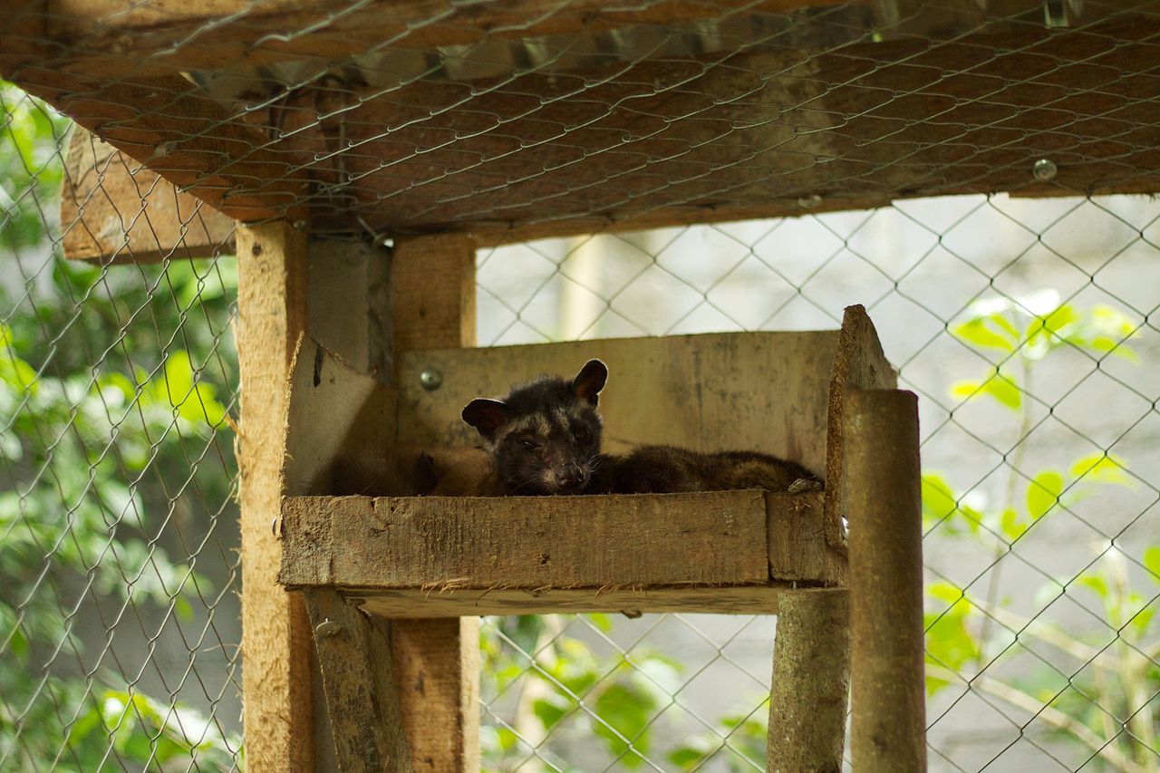 Coffee cherries processing farm workers hands