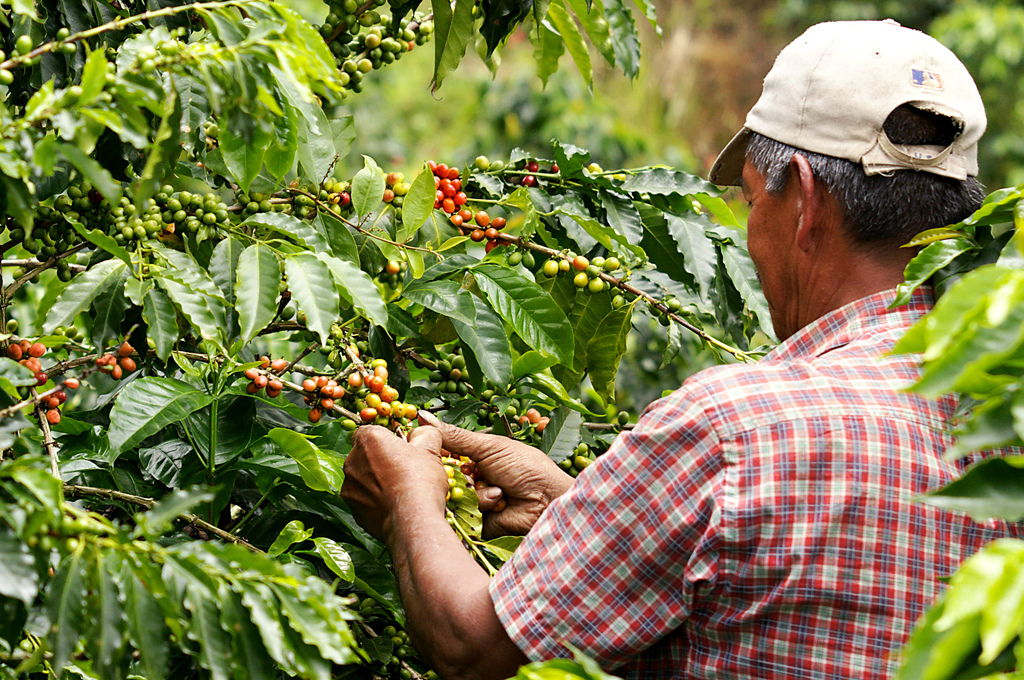Post-Maria coffee replanting on Yauco Selecto founding hacienda showing recovery