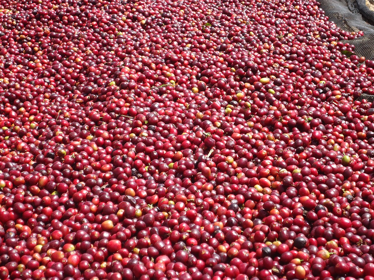 Specialty coffee beans from Las Marías Puerto Rico showing careful processing and quality