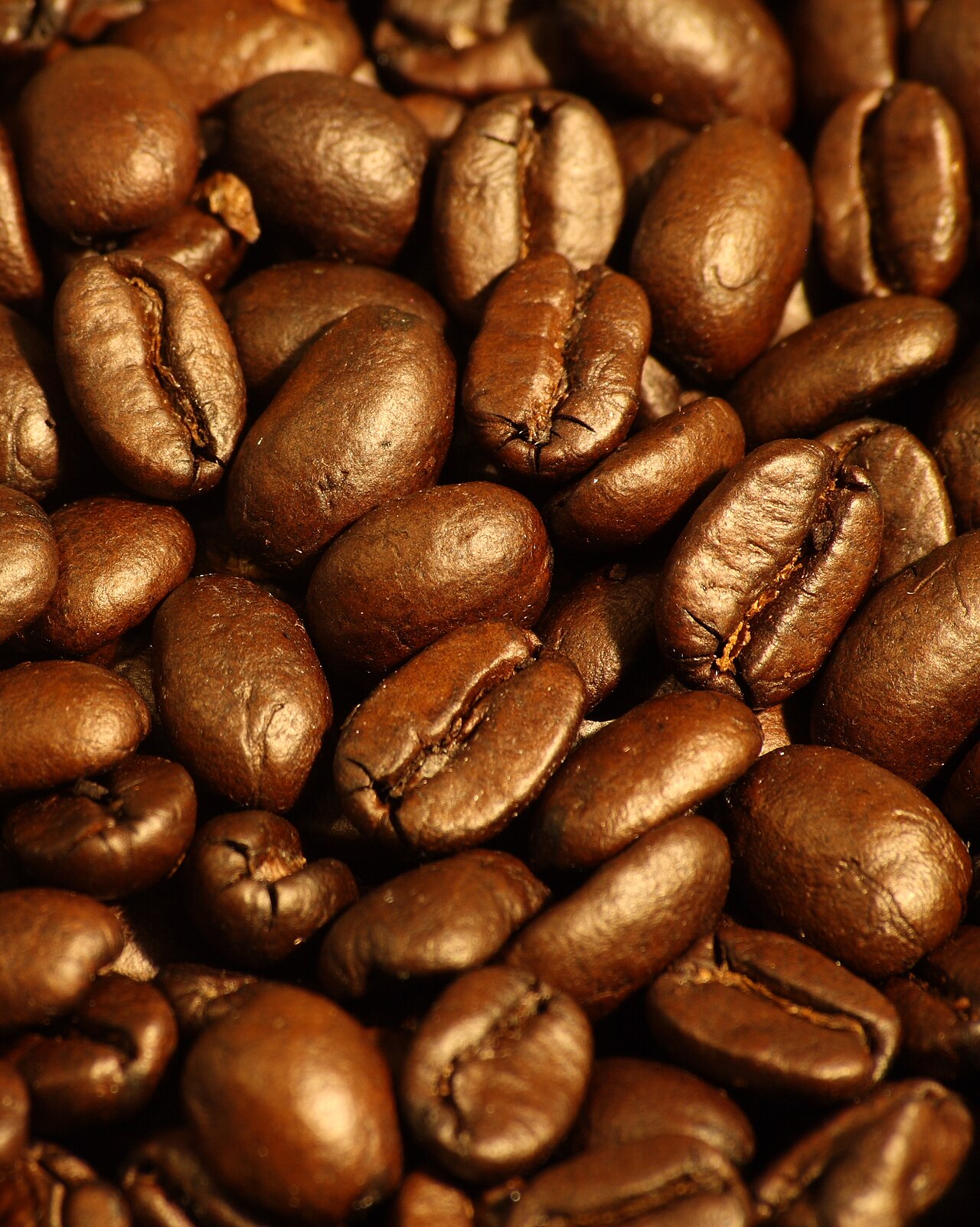 Puerto Rican coffee beans close-up showing medium-dark roast color, glossy oil surface, traditional burlap sack