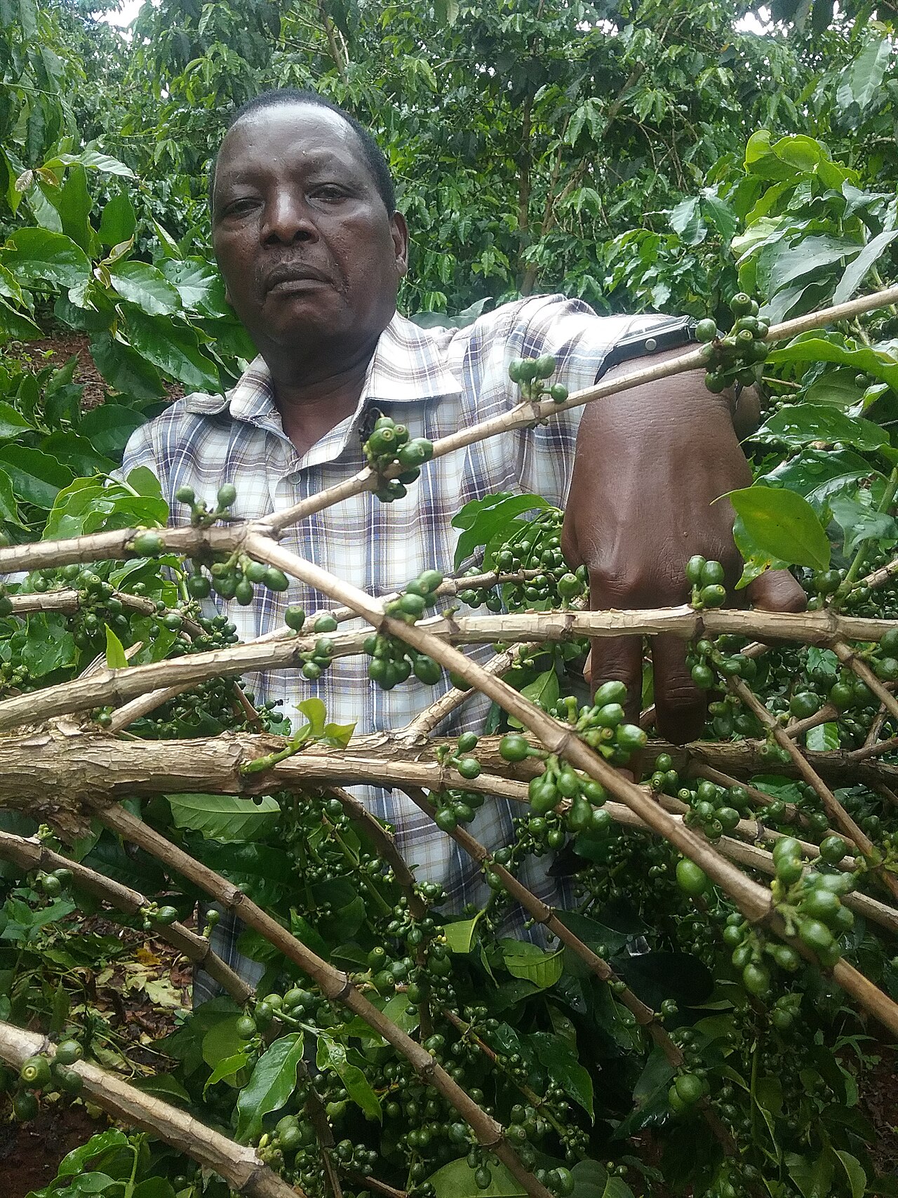 Puerto Rico coffee farmer after Hurricane Maria surveying damaged farm and surviving trees