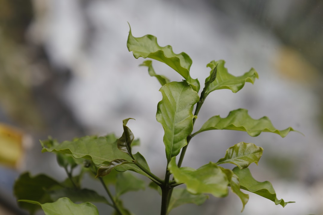 Puerto Rico coffee tree damage Maria 2017 showing uprooted trees on mountain slope