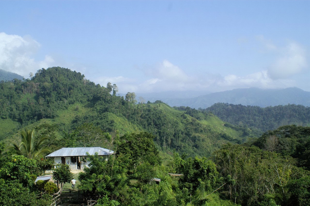Small Puerto Rican coffee farm with family members working together on the mountain slope