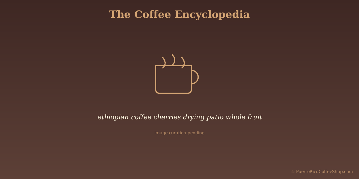ethiopian coffee cherries drying patio whole fruit