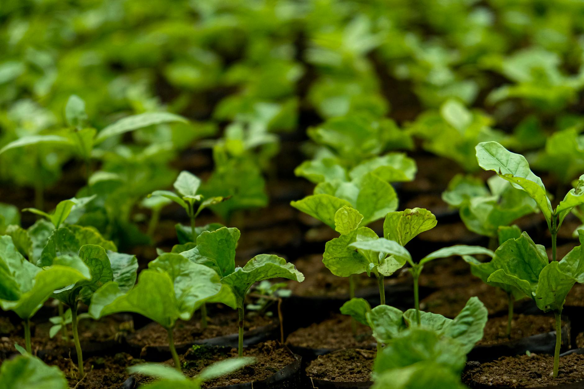 Coffee seedling nursery young plants cafetal Puerto Rico replanting