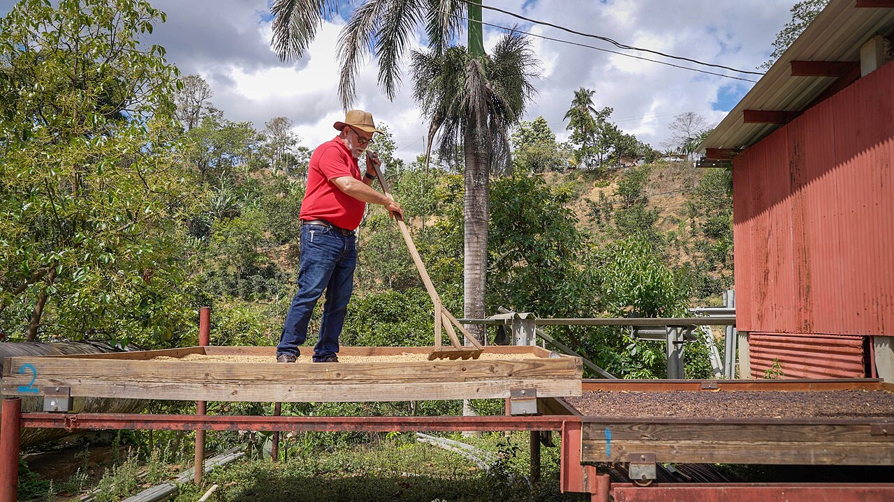 Puerto Rico coffee farm volunteer planting seedling reforestation