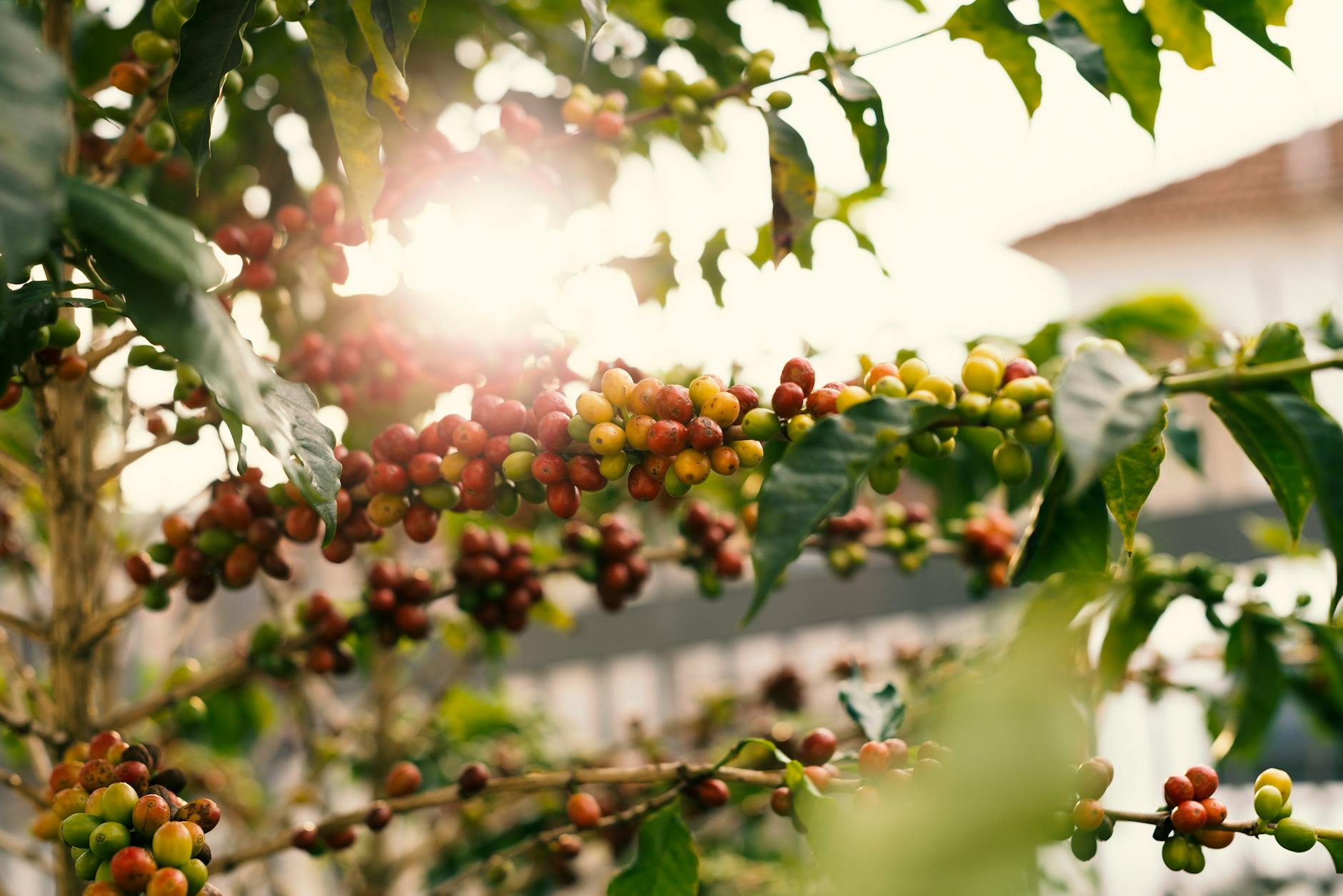 Coffee plant Arabica branch ripe red cherries shade tree canopy