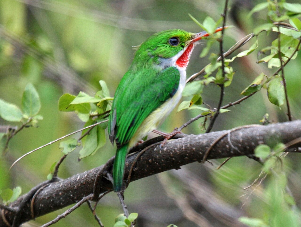 Puerto Rican Tody bird coffee branch shade canopy native