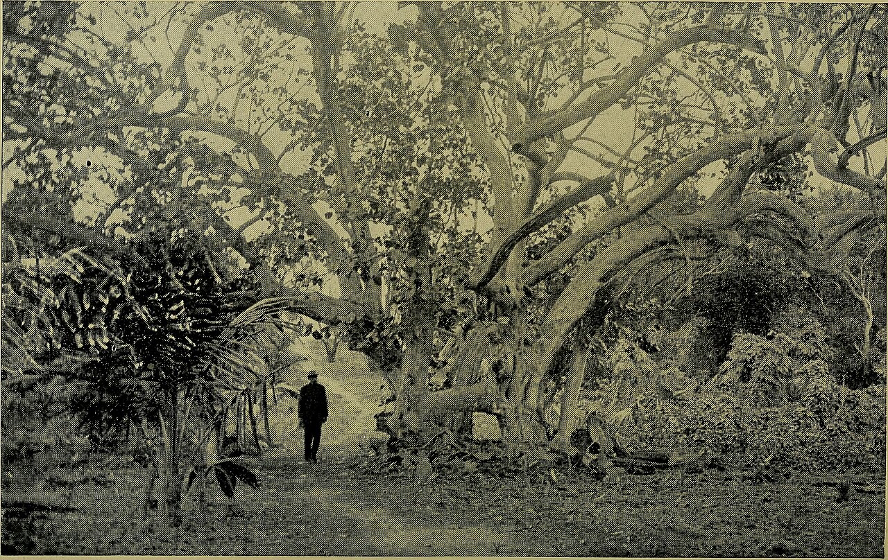puerto rico the three founding haciendas hands process working