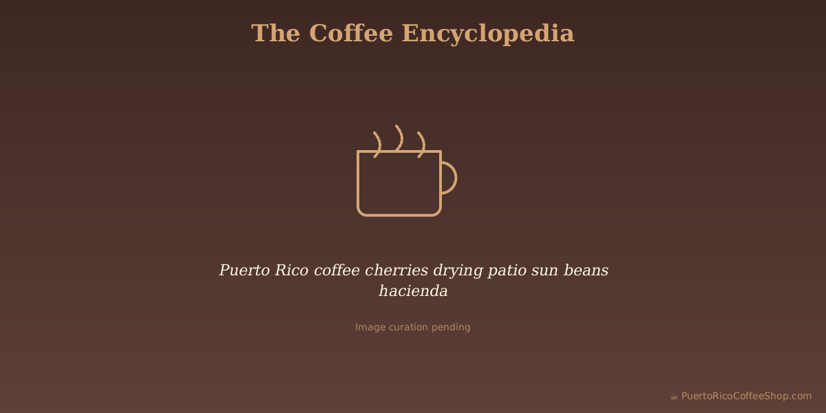 Puerto Rico coffee cherries drying patio sun beans hacienda