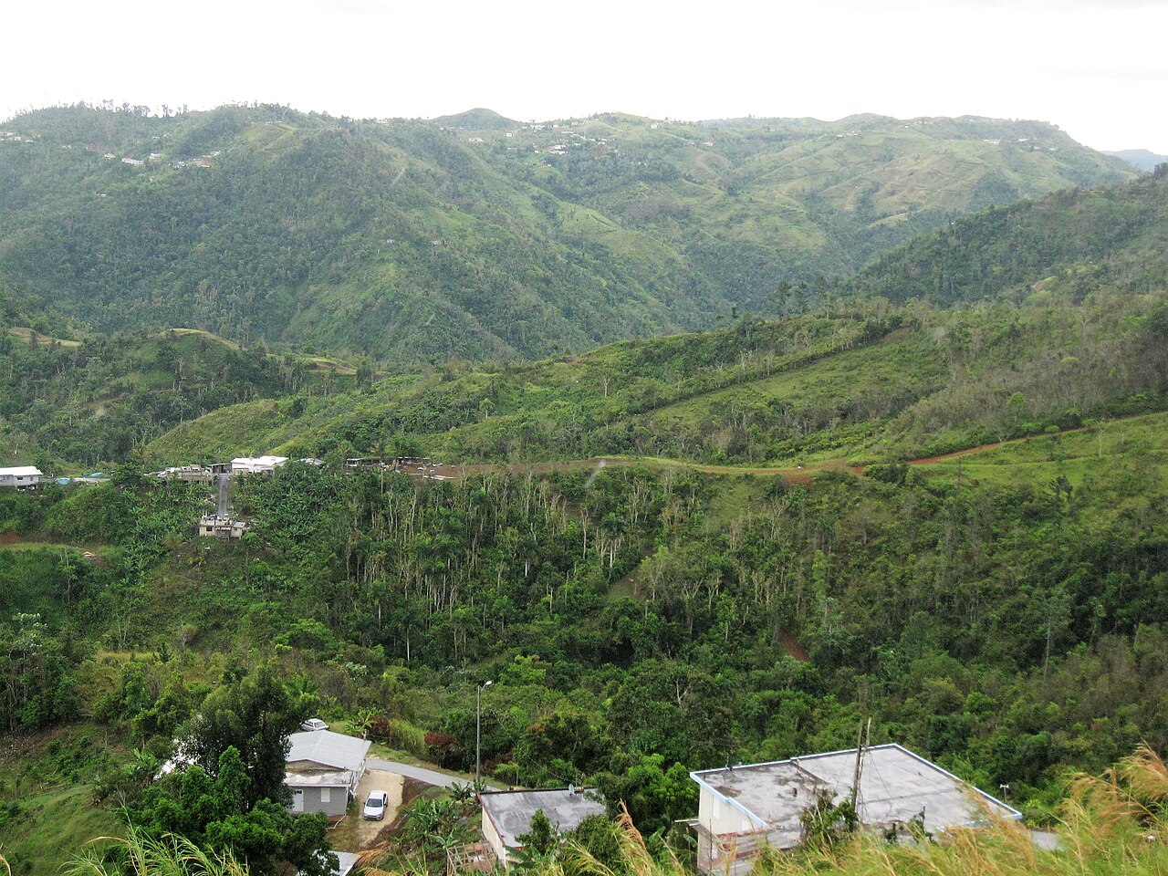 puerto rico cordillera mountain tropical green