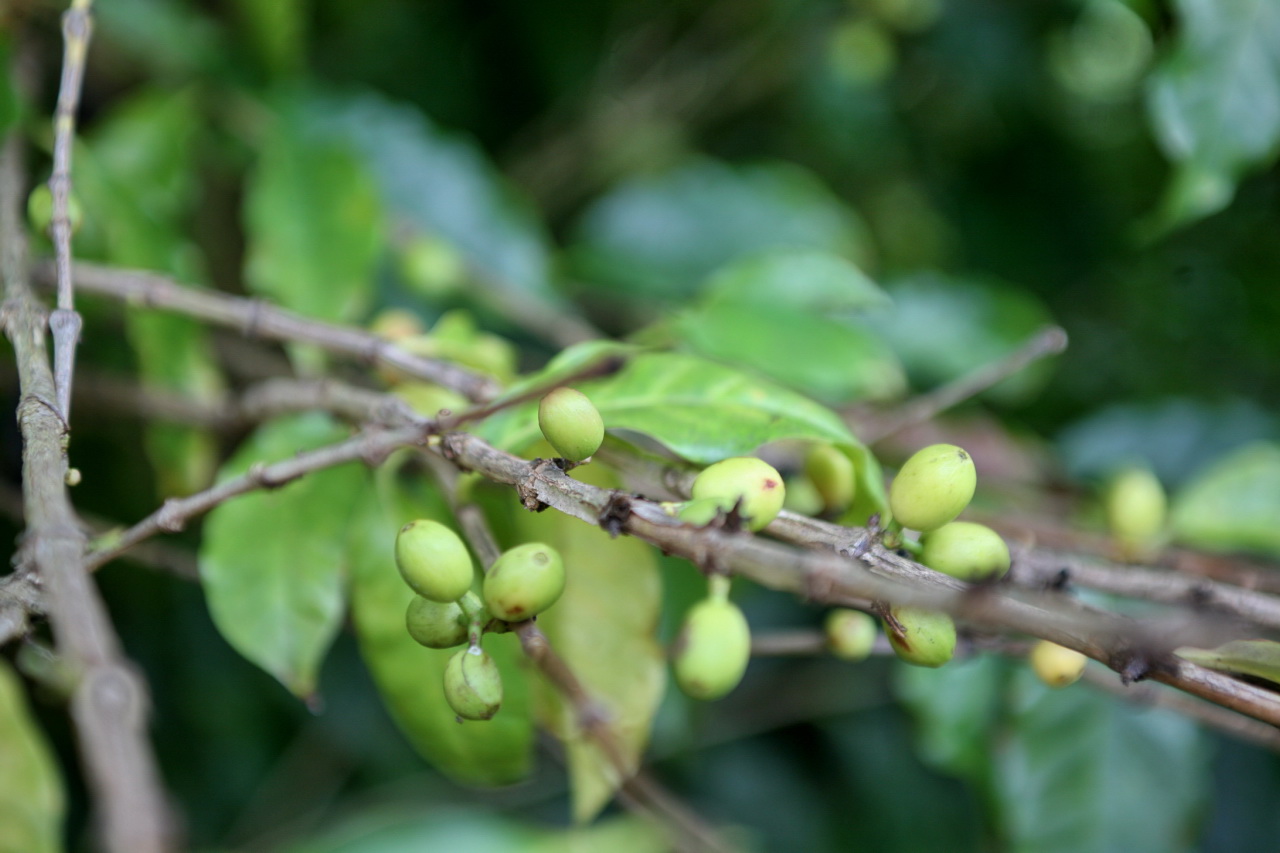 green coffee beans yellowing maillard browning