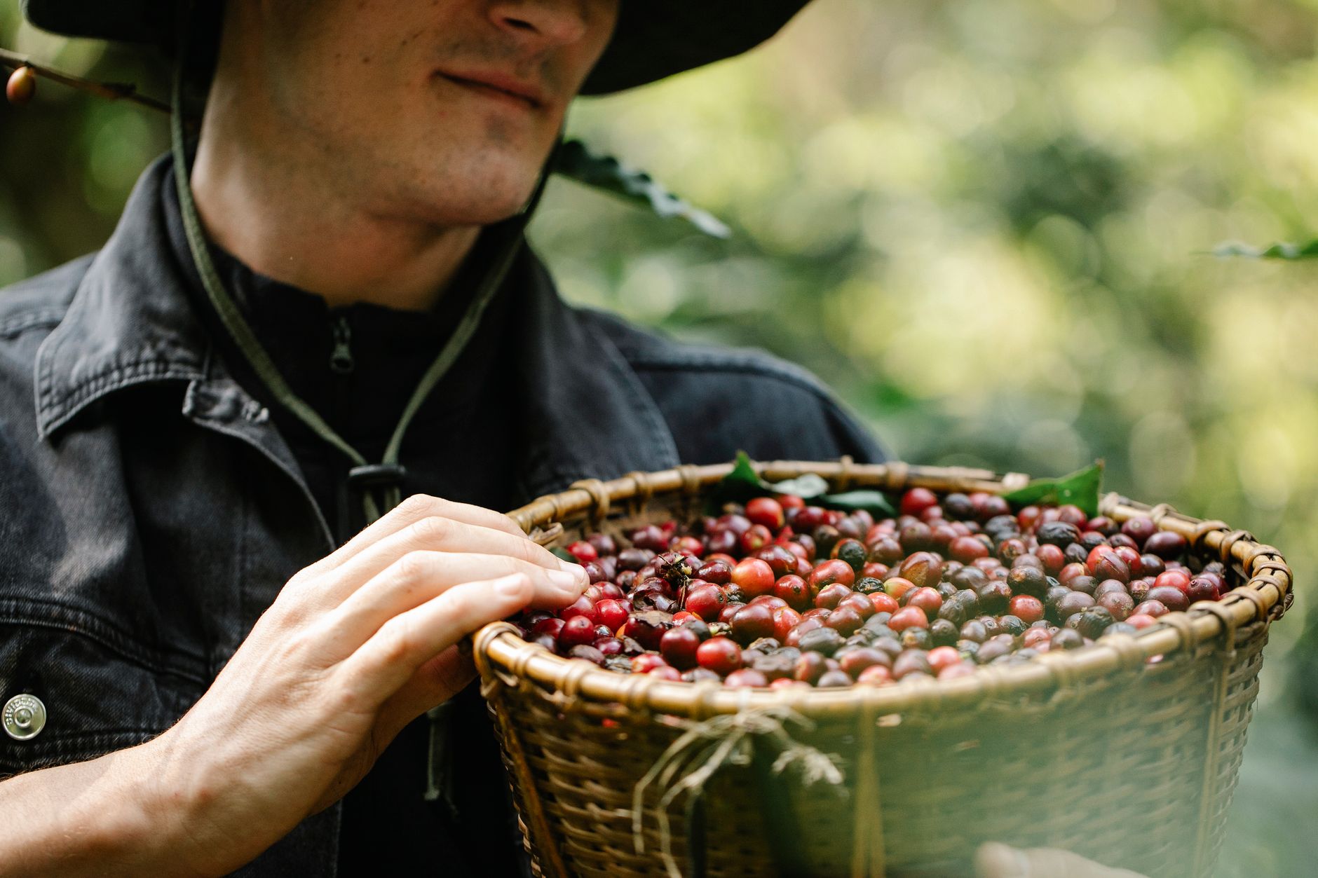 the florida wave farmer harvest red cherries