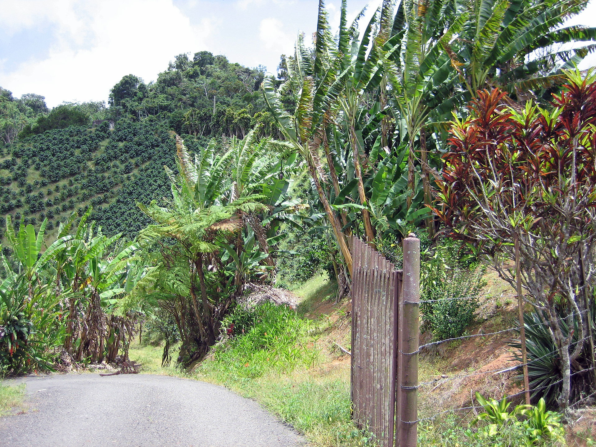 Coffee and banana farm in the mountains of Adjuntas, Puerto Rico