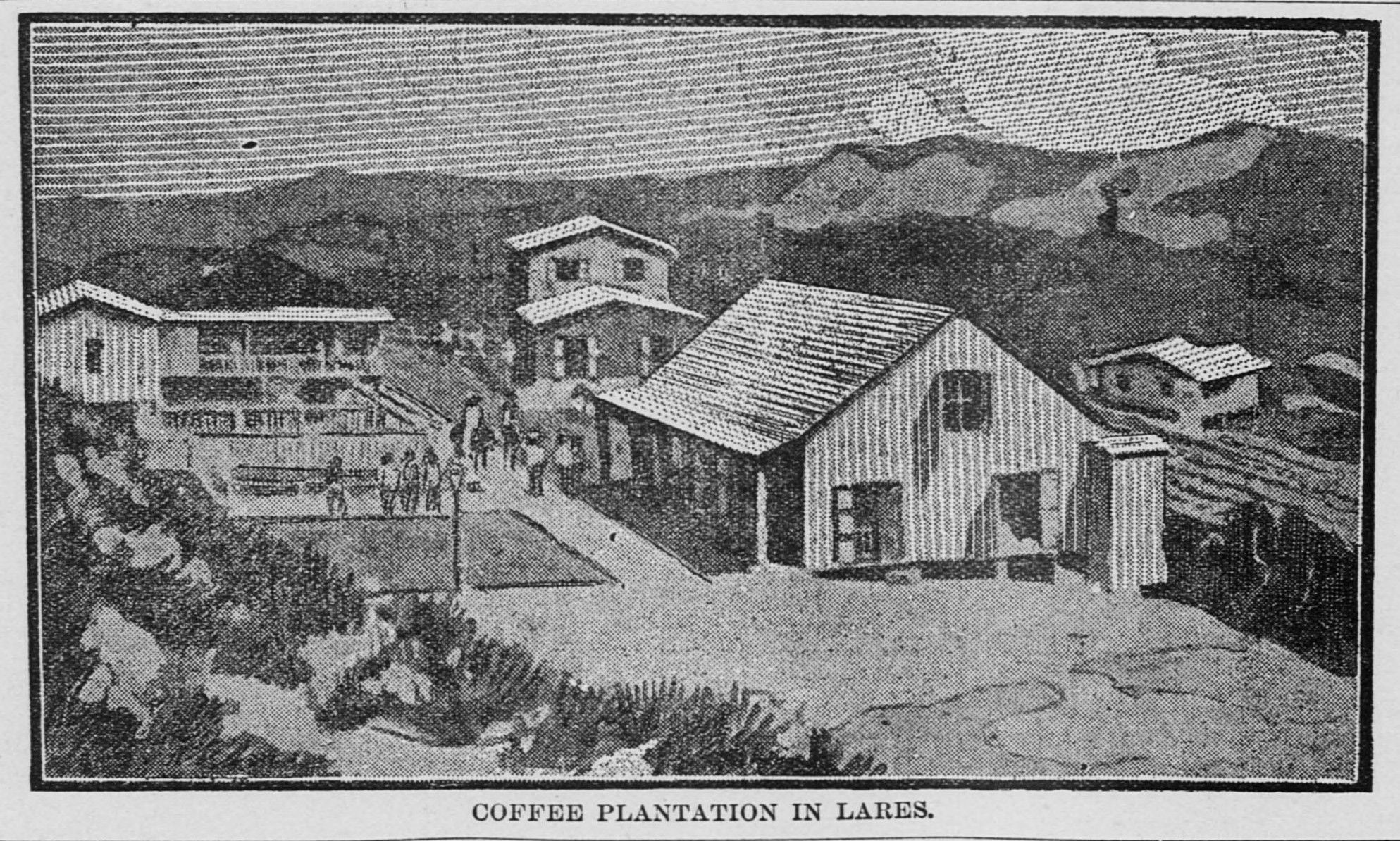 Coffee plantation at Lares in Puerto Rico's mountains, newspaper engraving, 1901