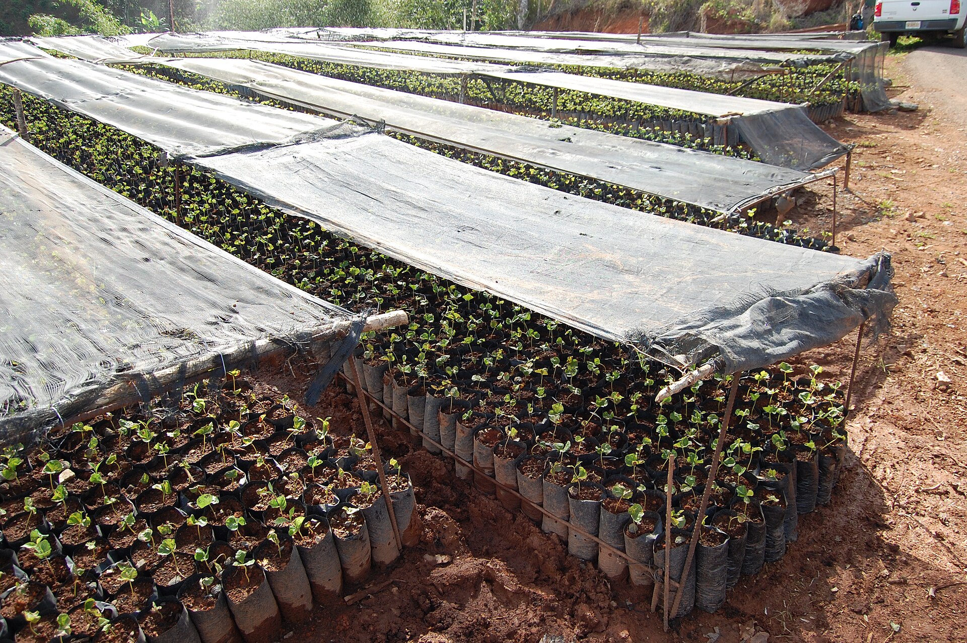 Rows of shaded nursery beds holding thousands of coffee seedlings in Maricao, Puerto Rico