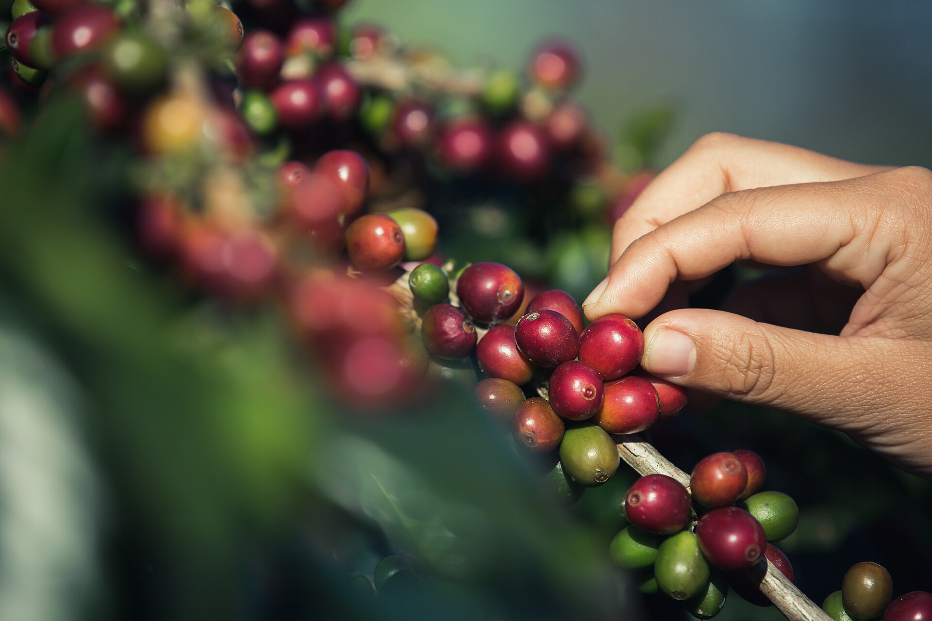 A picker's hand closing on a cluster of ripe coffee cherries