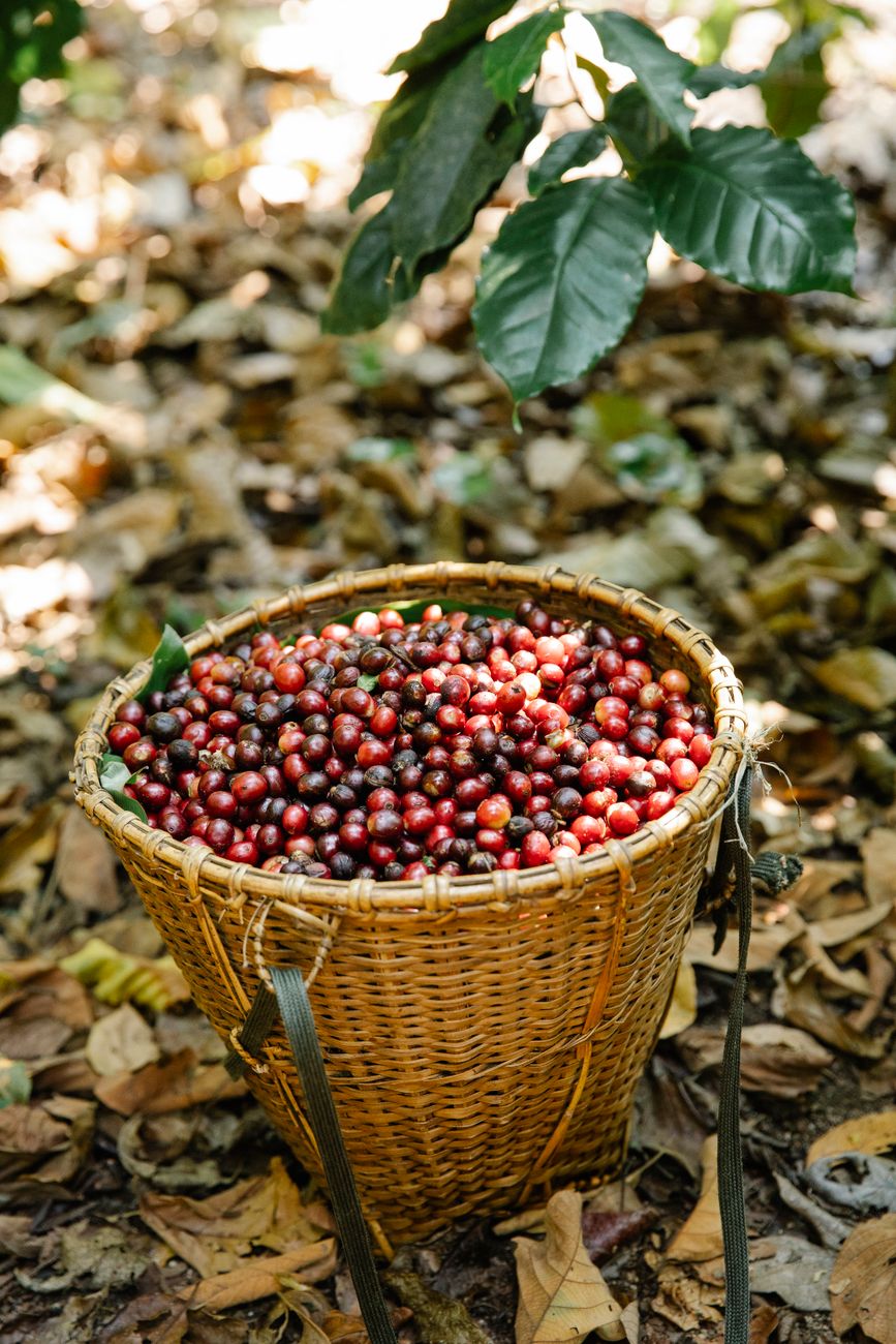 A basket of ripe coffee cherries after picking