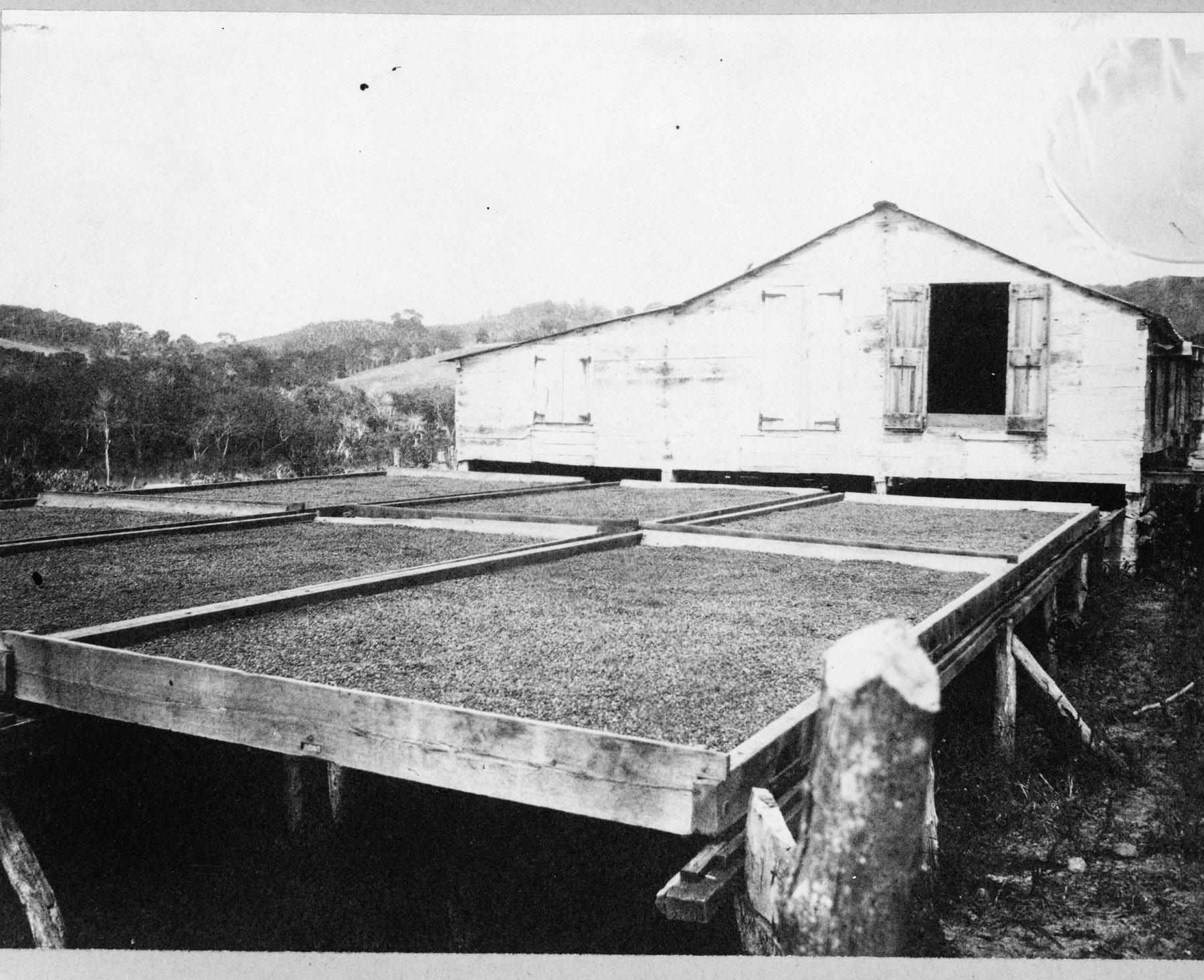 Coffee drying in large trays beside a plantation warehouse, Puerto Rico, between about 1890 and 1923