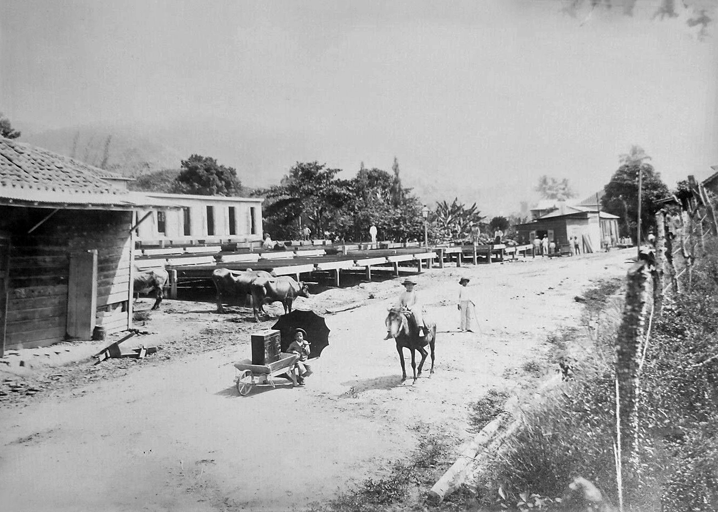 A Puerto Rican coffee plantation with drying trays, around the turn of the twentieth century