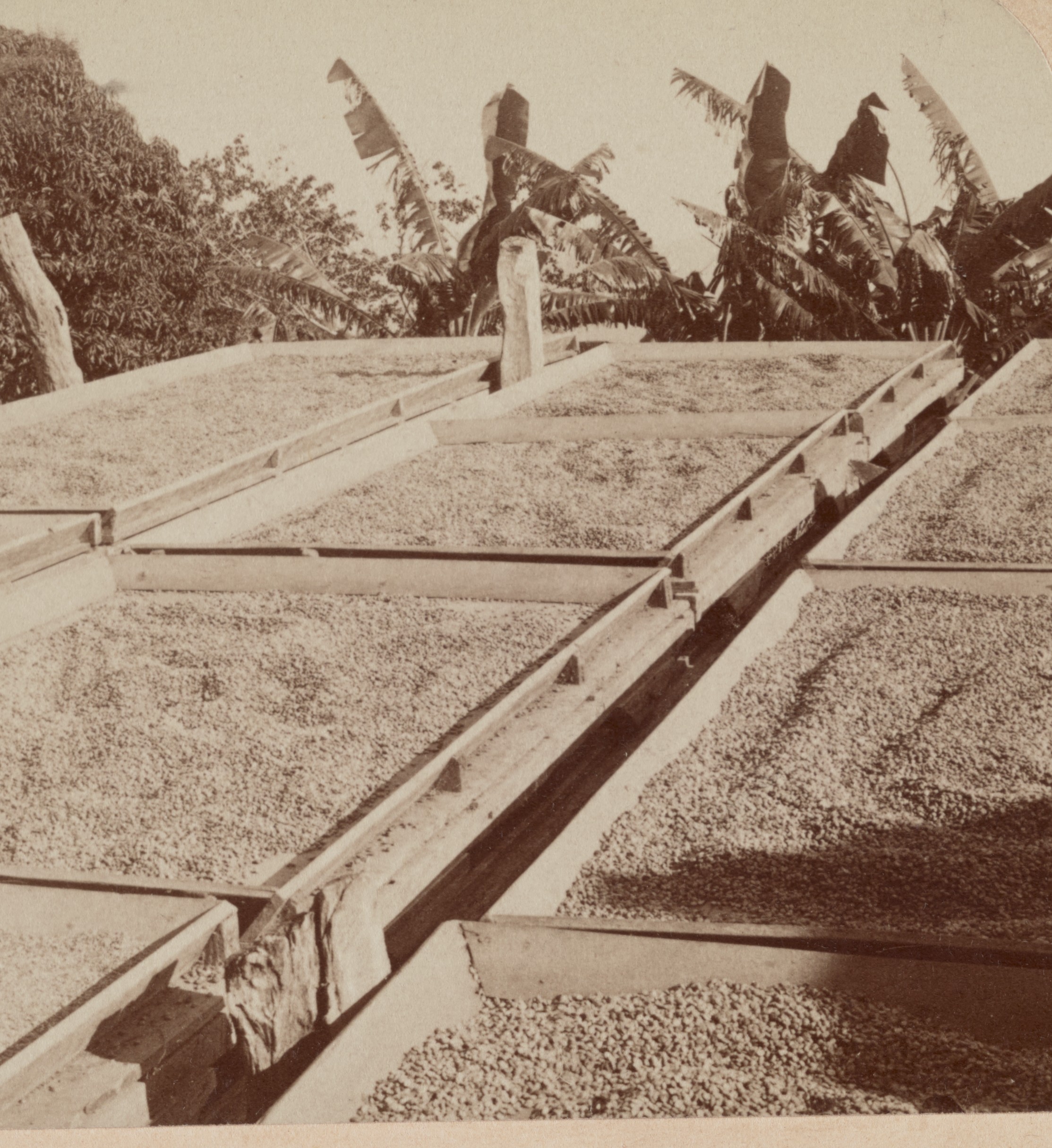 Coffee drying in sliding trays on a Puerto Rican hacienda, 1900