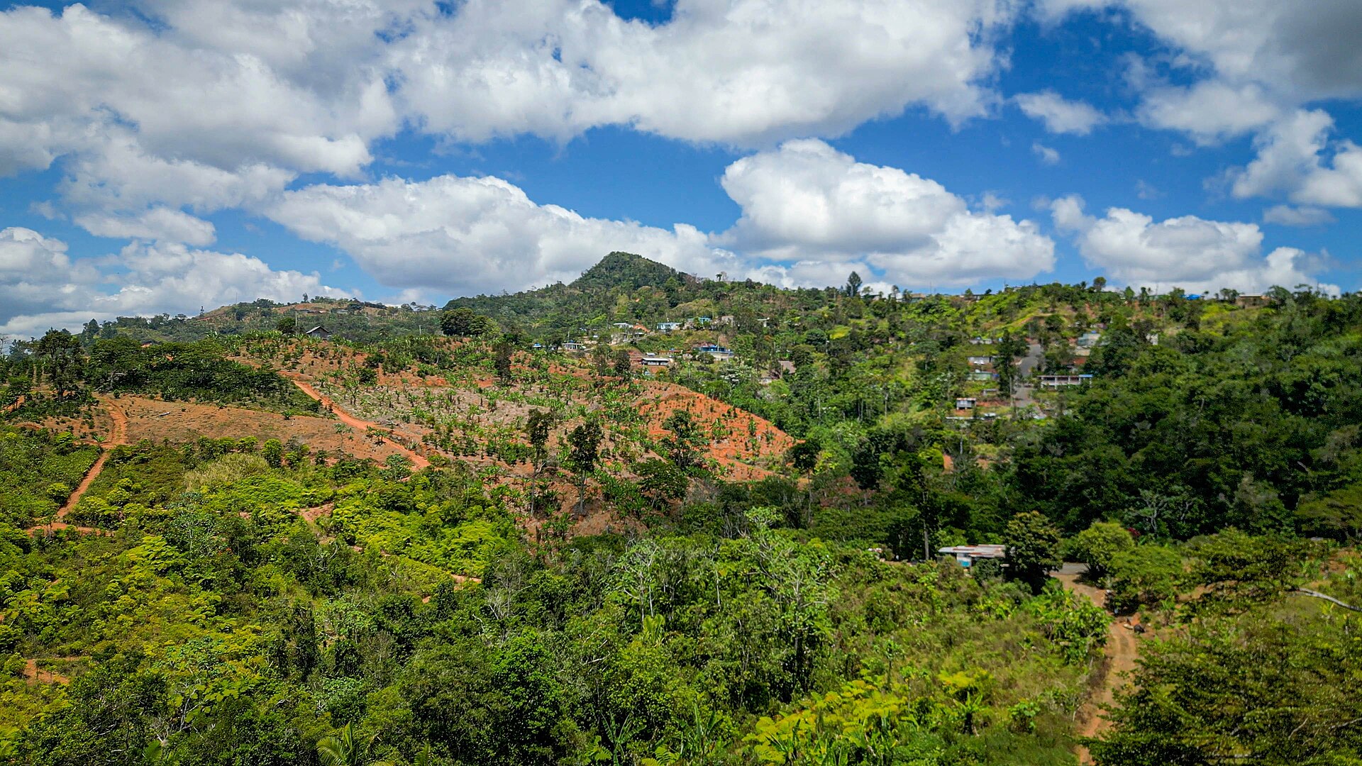 Aerial view of Puerto Rico coffee country: replanted coffee slopes, red soil terraces and mountain settlements in the central cordillera