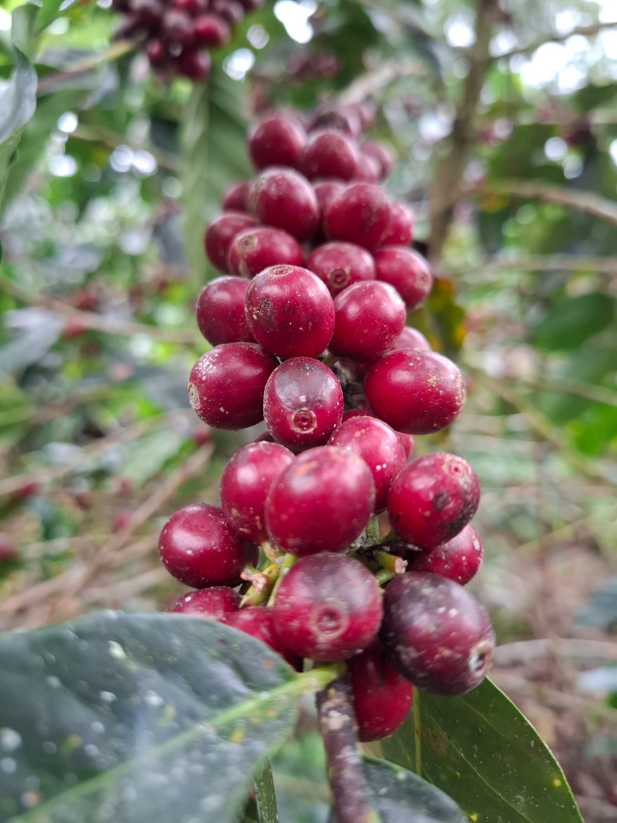A dense cluster of ripe red Coffea arabica cherries on the branch, surrounded by the glossy leaves of the coffee plant