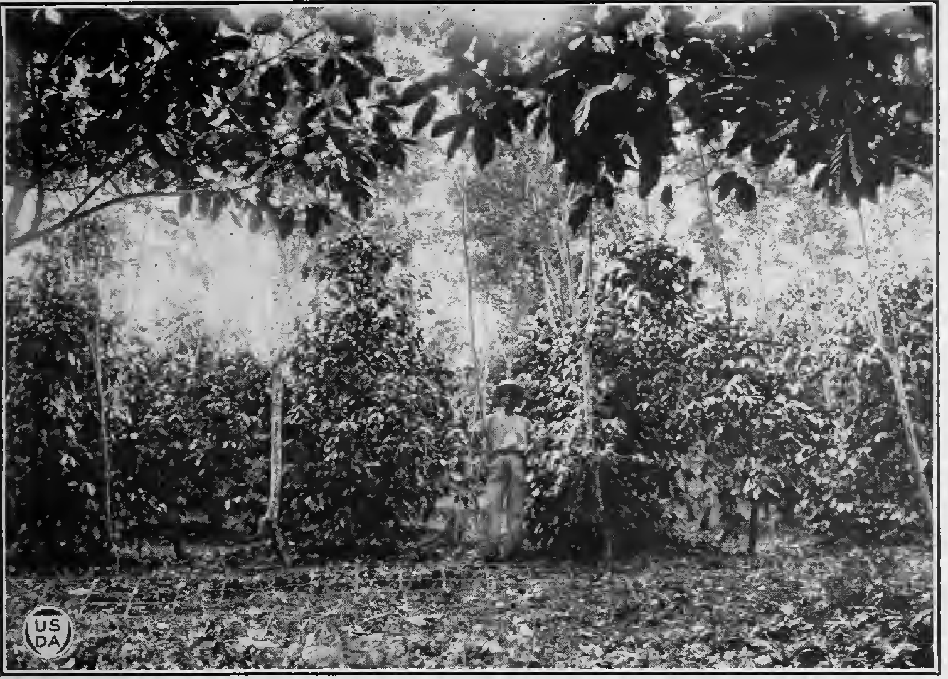 Bourbon coffee in a variety trial at the Porto Rico Agricultural Experiment Station in Mayaguez, from the station's 1924 bulletin on coffee varieties.