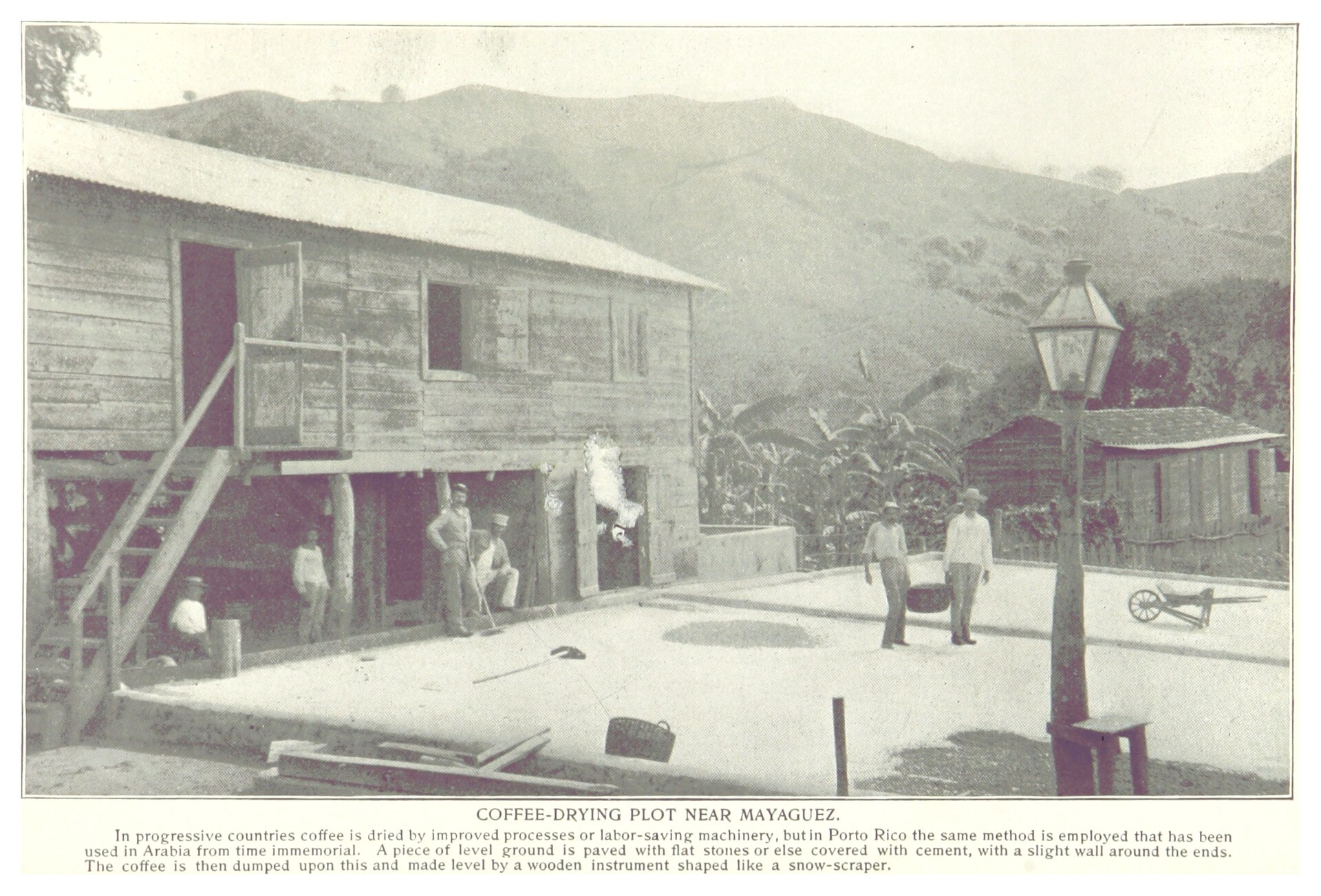 Coffee-drying patio near Mayaguez, Puerto Rico, photographed in 1899: a paved plot of the kind used across the island to sun-dry the harvest, from Margherita Arlina Hamm, Porto Rico and the West Indies (1899)