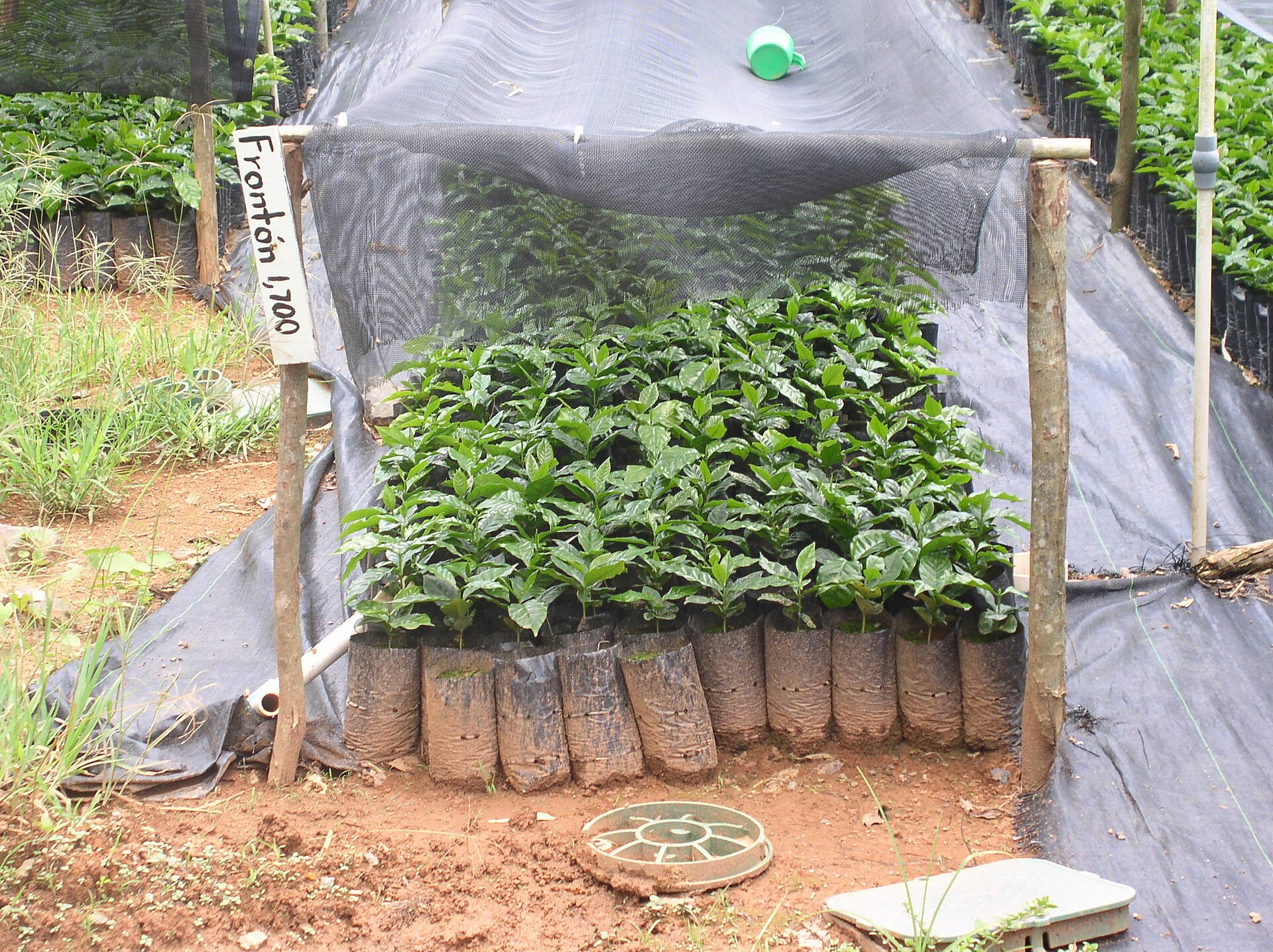 Coffee seedlings of the Fronton variety raised under shade netting in a Puerto Rico nursery