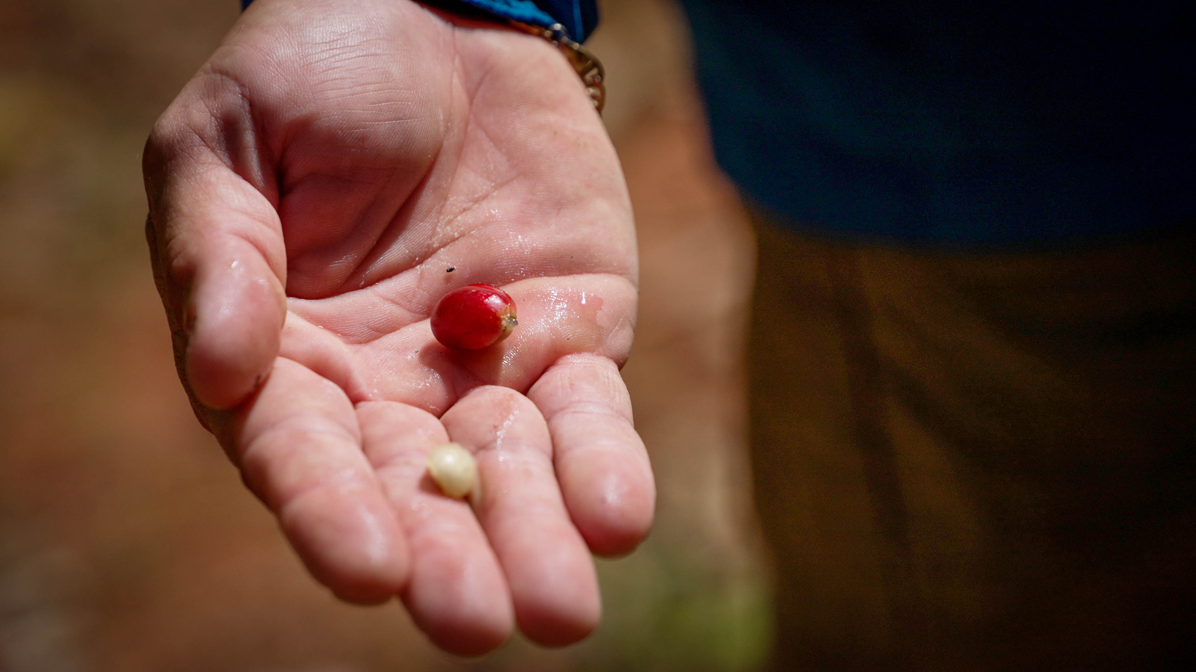 A ripe coffee cherry and its parchment bean in a grower's hand, Indiera Baja, Puerto Rico, 2023