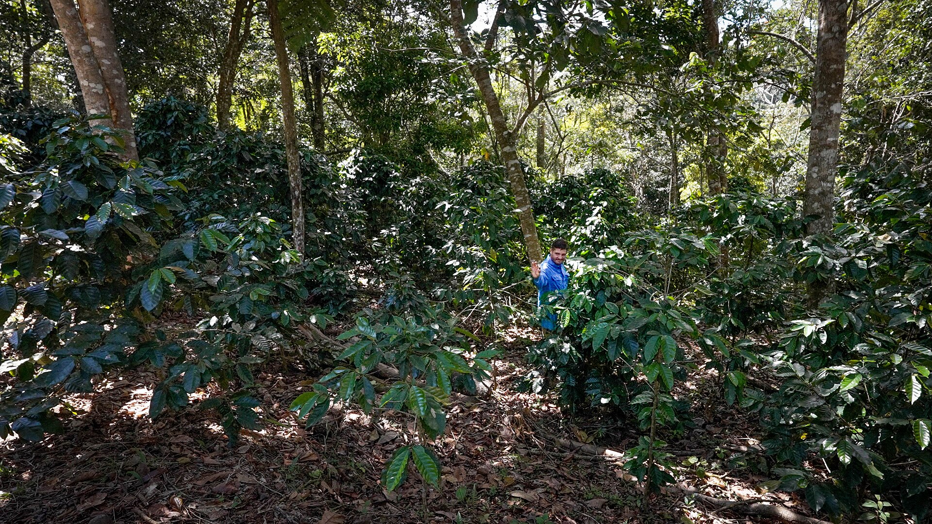 Coffee bushes under a tall shade canopy, with a man standing among them