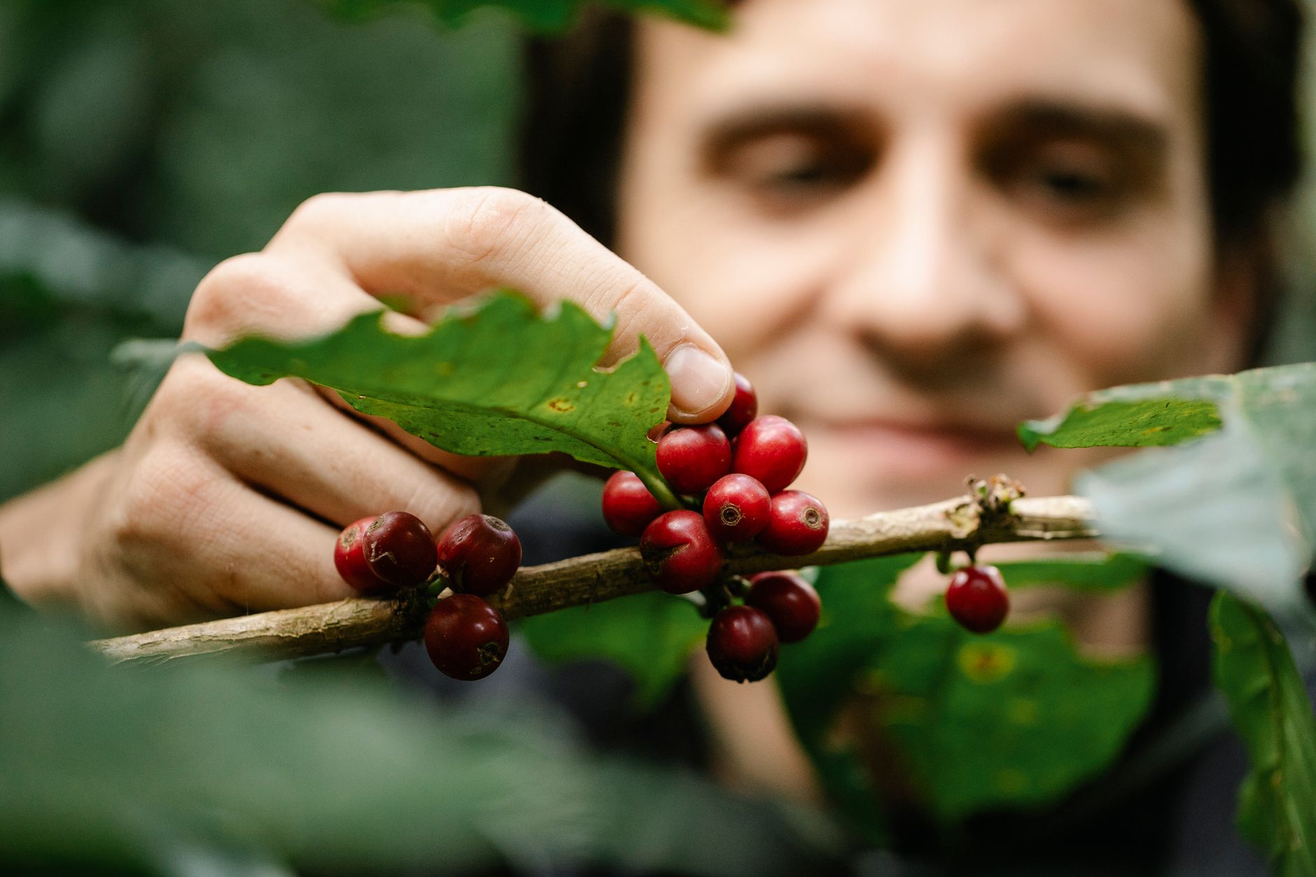 Picking ripe red coffee cherries from the branch during harvest