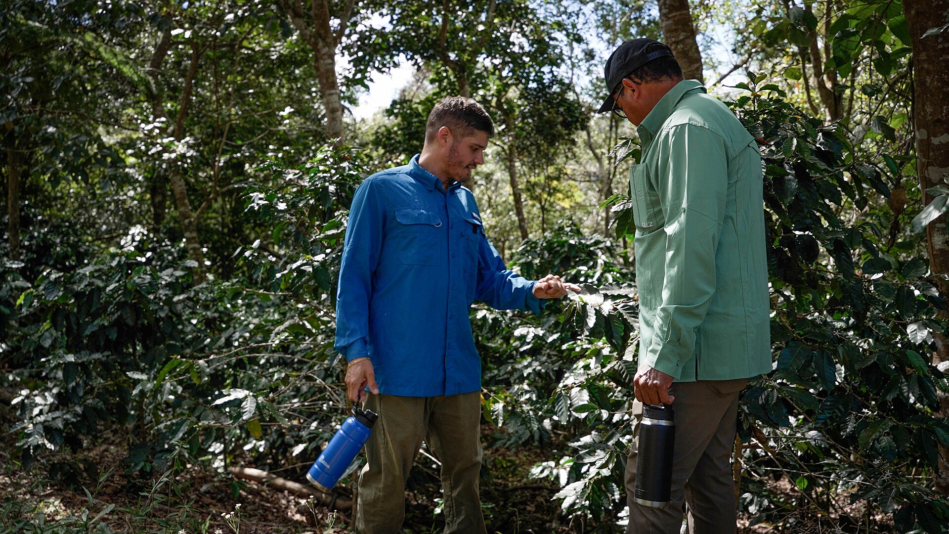 Shade-grown coffee bushes under a forest canopy on a Puerto Rico farm, with two agronomists inspecting the plants