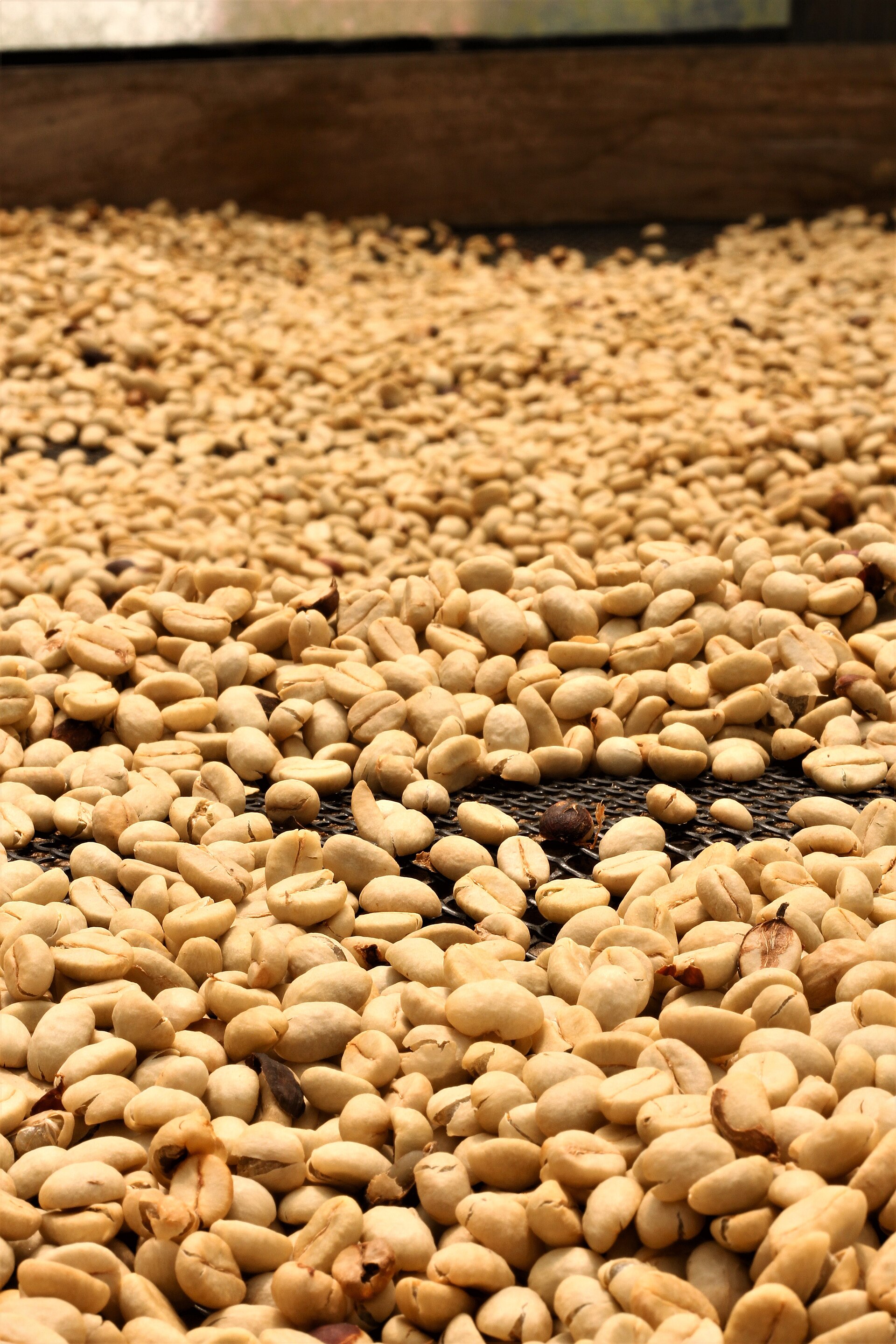 Parchment coffee drying on a mesh bed